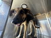 adoptable Dog in , AZ named VIXEN