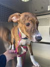 adoptable Dog in , AZ named IGGY