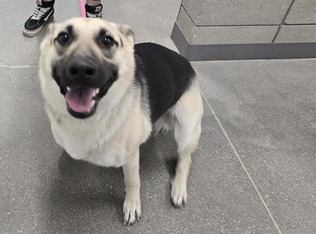 adoptable Dog in Mesa, AZ named LUNA