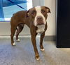 adoptable Dog in , AZ named PIGLET