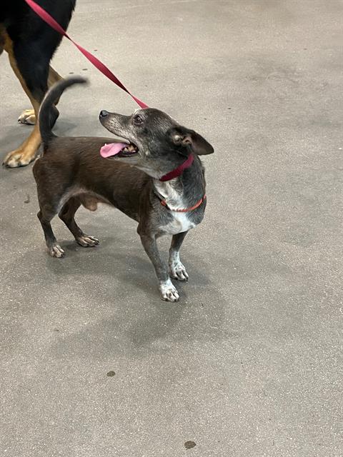 adoptable Dog in Mesa, AZ named HERBERT