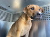 adoptable Dog in , AZ named LULU