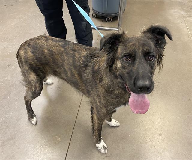 adoptable Dog in Mesa, AZ named KAYLA