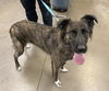 adoptable Dog in , AZ named KAYLA