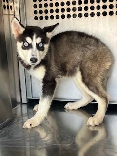 adoptable Dog in Mesa, AZ named JUNIE