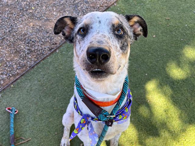 adoptable Dog in Mesa, AZ named JUSTIN