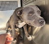 adoptable Dog in , AZ named IRIS