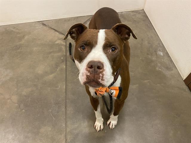 adoptable Dog in Mesa, AZ named MERCEDES