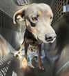 adoptable Dog in Mesa, AZ named NELSON