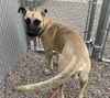 adoptable Dog in Mesa, AZ named SIMON