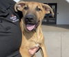 adoptable Dog in Mesa, AZ named WINSTON