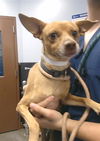 adoptable Dog in , AZ named CHARLIE