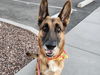 adoptable Dog in , AZ named BRAD