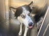 adoptable Dog in , AZ named AKITA