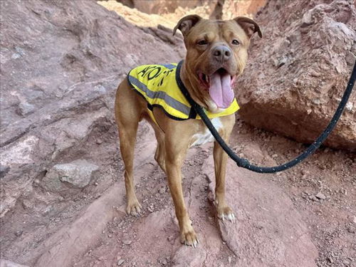 picture of the dog needing adoption