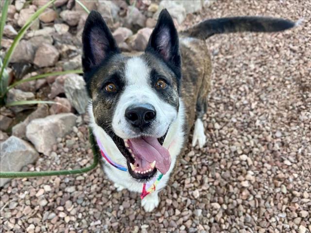 adoptable Dog in Mesa, AZ named HOWDY