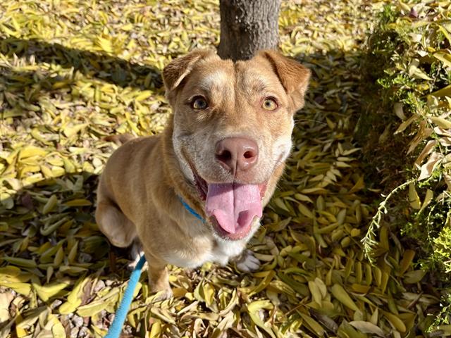 adoptable Dog in Mesa, AZ named PIKE