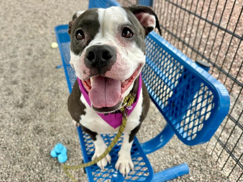 adoptable Dog in Mesa, AZ named BUTTONS