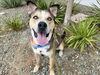 adoptable Dog in mesa, AZ named CLAYTON