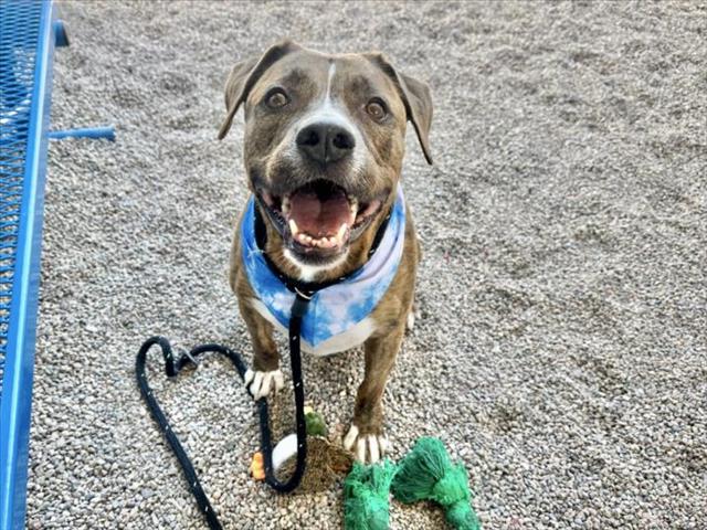 adoptable Dog in Mesa, AZ named LANDO