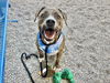 adoptable Dog in  named LANDO