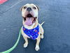 adoptable Dog in  named HANK