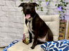 adoptable Dog in  named KOHL