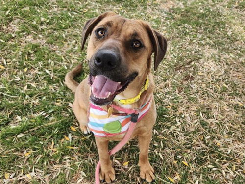 picture of the dog needing adoption