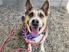 adoptable Dog in  named LIONEL