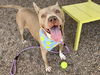 adoptable Dog in  named BABY