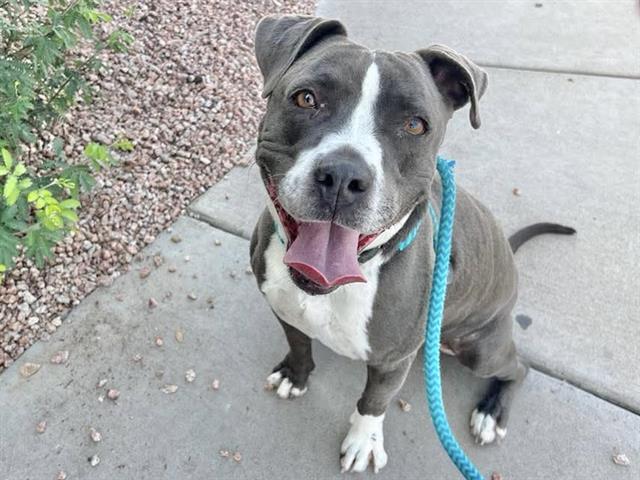 adoptable Dog in Mesa, AZ named SUNNY