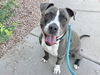 adoptable Dog in  named SUNNY