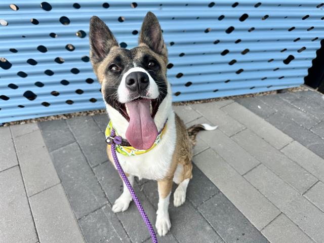 adoptable Dog in Mesa, AZ named MIA