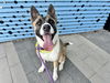 adoptable Dog in  named MIA