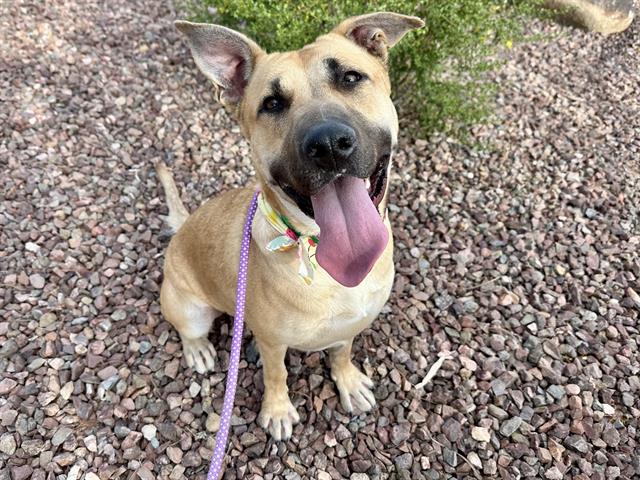 adoptable Dog in Mesa, AZ named BENELLI