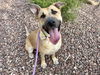 adoptable Dog in  named BENELLI