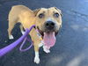 adoptable Dog in  named LADIE