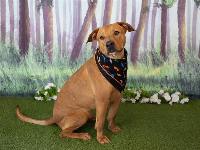 adoptable Dog in Mesa, AZ named BEANS