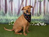 adoptable Dog in  named BEANS