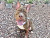 adoptable Dog in  named YODA