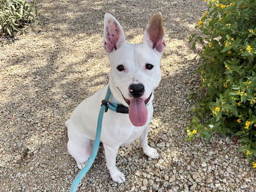 picture of the dog needing adoption