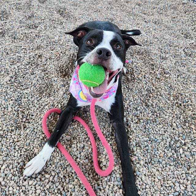 adoptable Dog in Mesa, AZ named WINDMILL