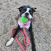 adoptable Dog in  named WINDMILL
