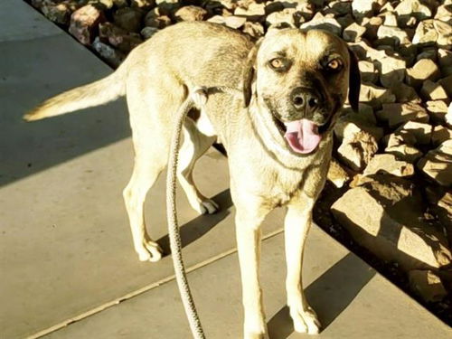 picture of the dog needing adoption