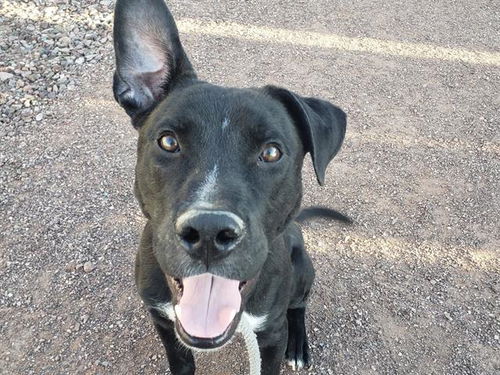 picture of the dog needing adoption