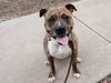 adoptable Dog in  named KOBE