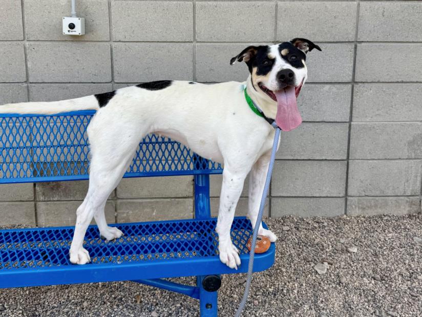 adoptable Dog in Mesa, AZ named MARTHA
