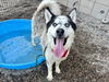 adoptable Dog in  named BALVIN