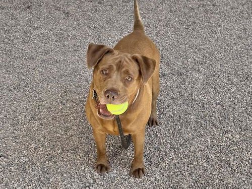 picture of the dog needing adoption
