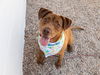 adoptable Dog in  named LEXI